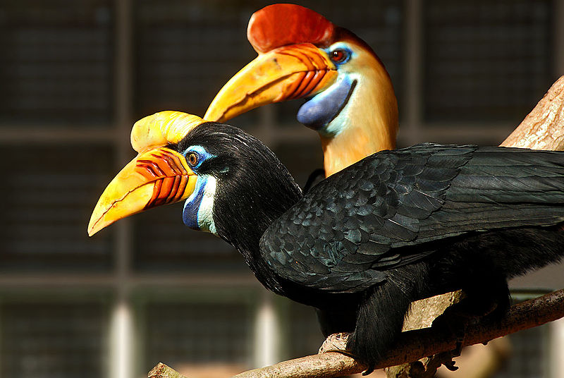 Nashornvogel P&auml;rchen